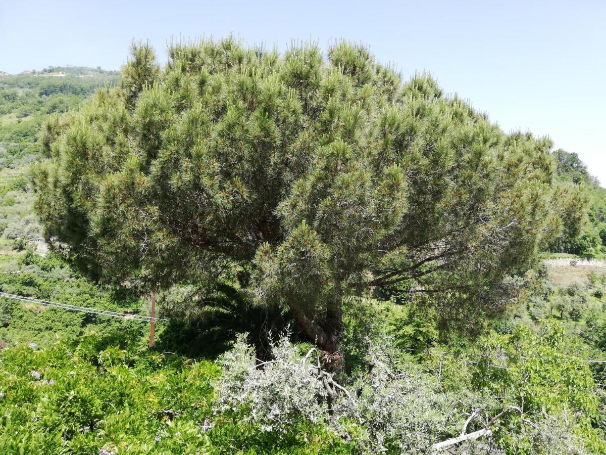 Il Giardino Bed & Breakfast Pimonte Bagian luar foto